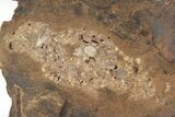 Fossil Ginkgo Leaf & Coproplite - North Dakota #217931-3